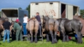 Lierop Fokpaardendag 2016 (74)